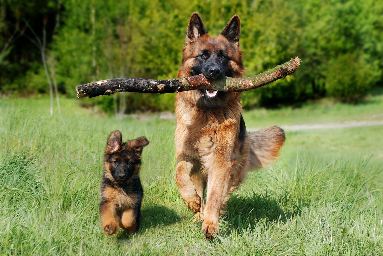 Home Security: How a Dog Can Help